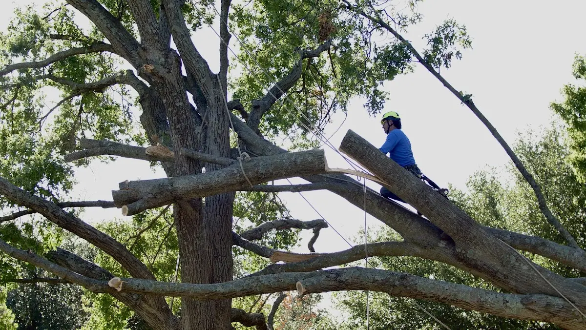 Professional Crown Thinning performed by certified arborists in Osnabrock