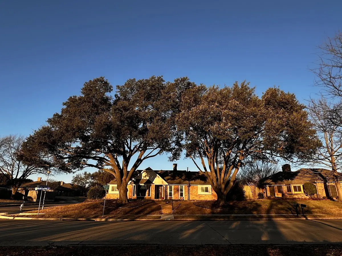 Established residential canopy tree shading a home in Osnabrock